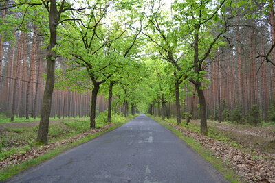Tereny leśne w Gminie Ozimek